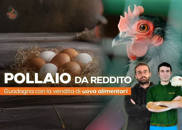Pollaio da Reddito – Rendita Agricola